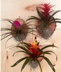 6" Bromeliad Cedar Plaque Assortment (Box of 6) 